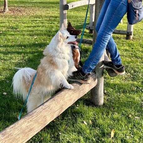 Social Walk Hundeschule 