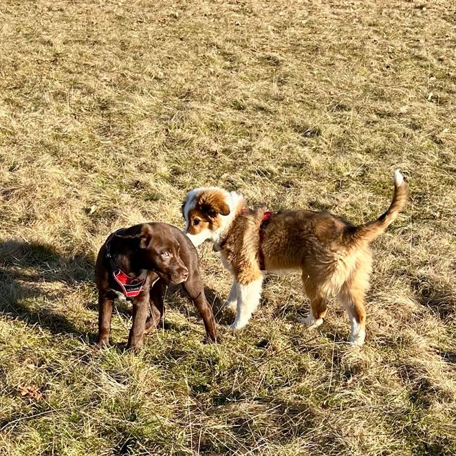 Welpenkurs Rötz/Cham