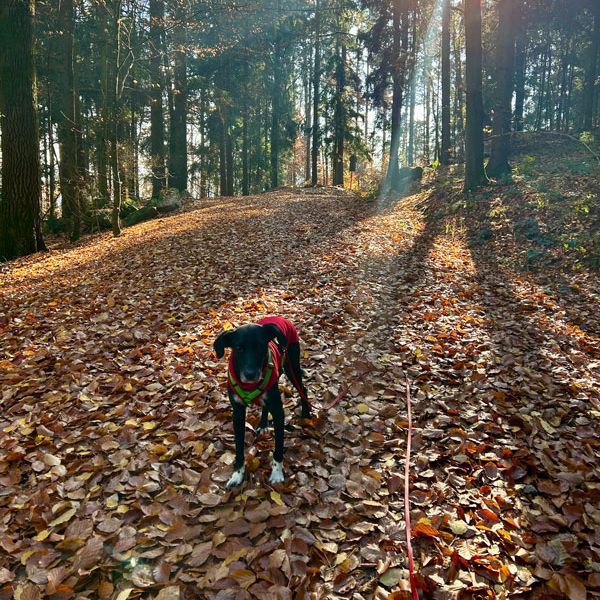 Social Walk Hundeschule 