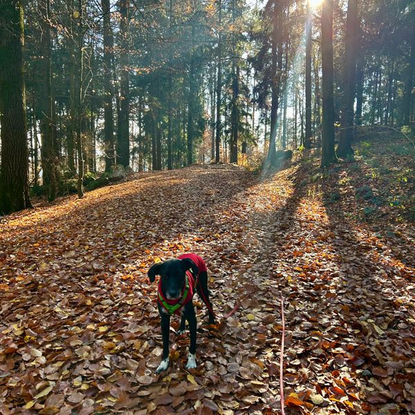 Waldbaden mit Hund 