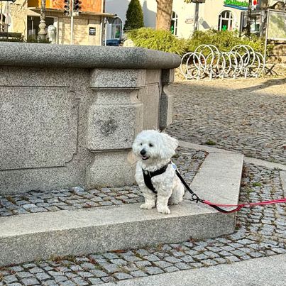 Hundetraining Social Walk Stadt kleine Hunde