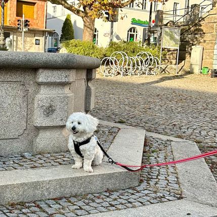 Social Walk Hundeschule 