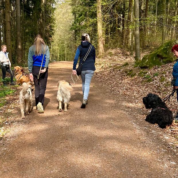 Social Walk Hundeschule 
