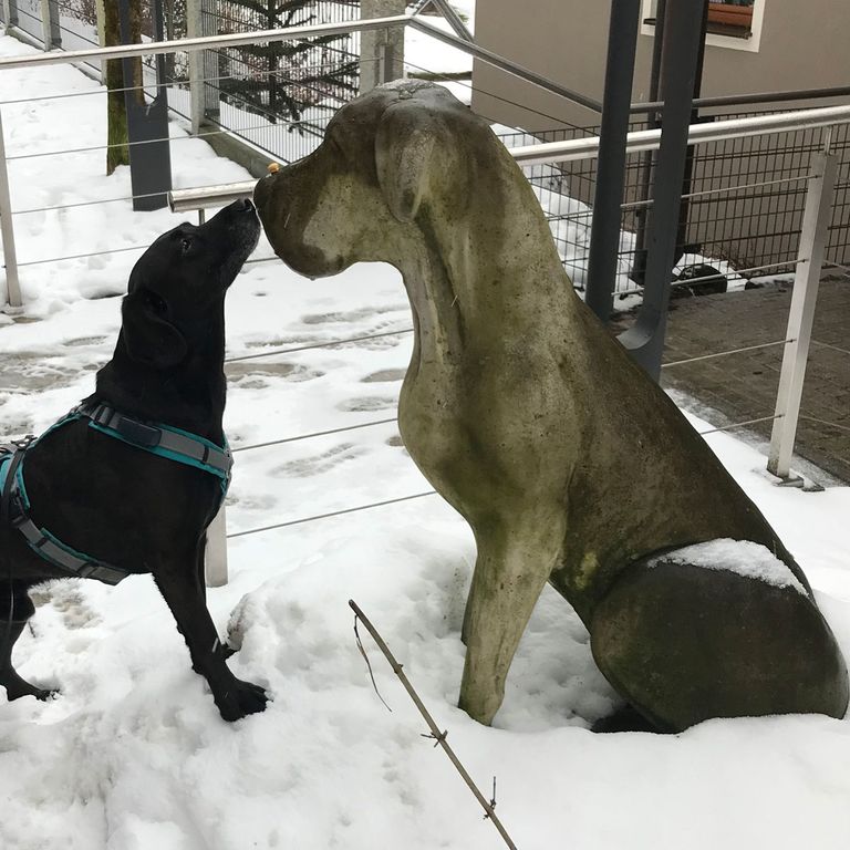 Social Walk Hundeschule 