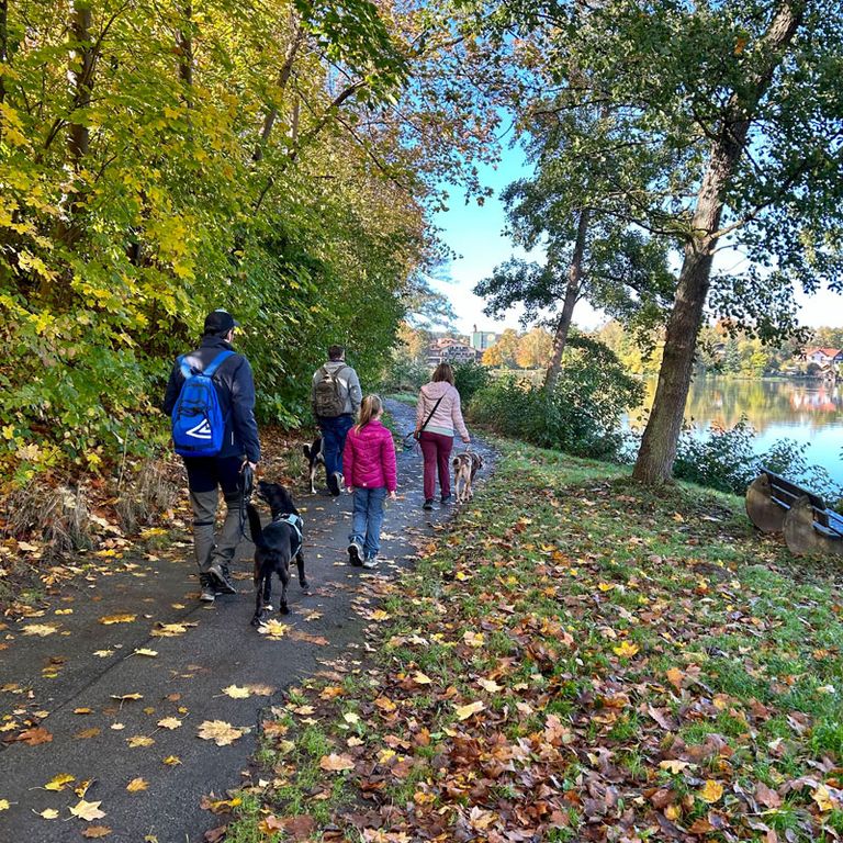 Social Walk Hundeschule 