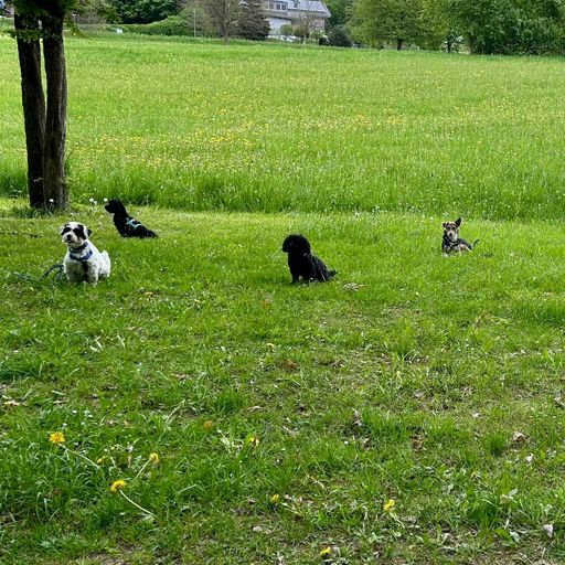 Junghunde Hundeschule 