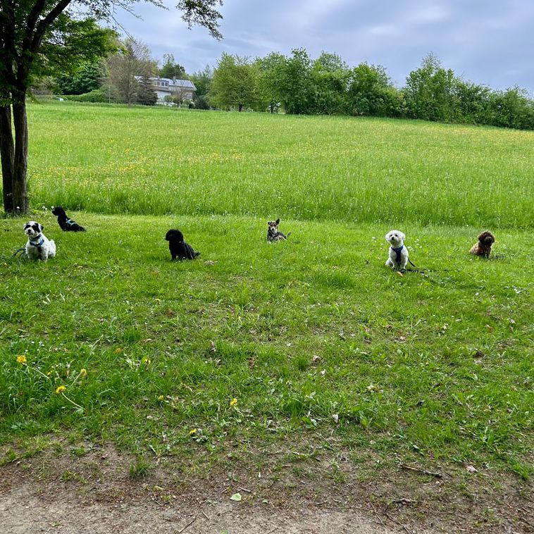Social Walk Hundeschule Kleine Hunde