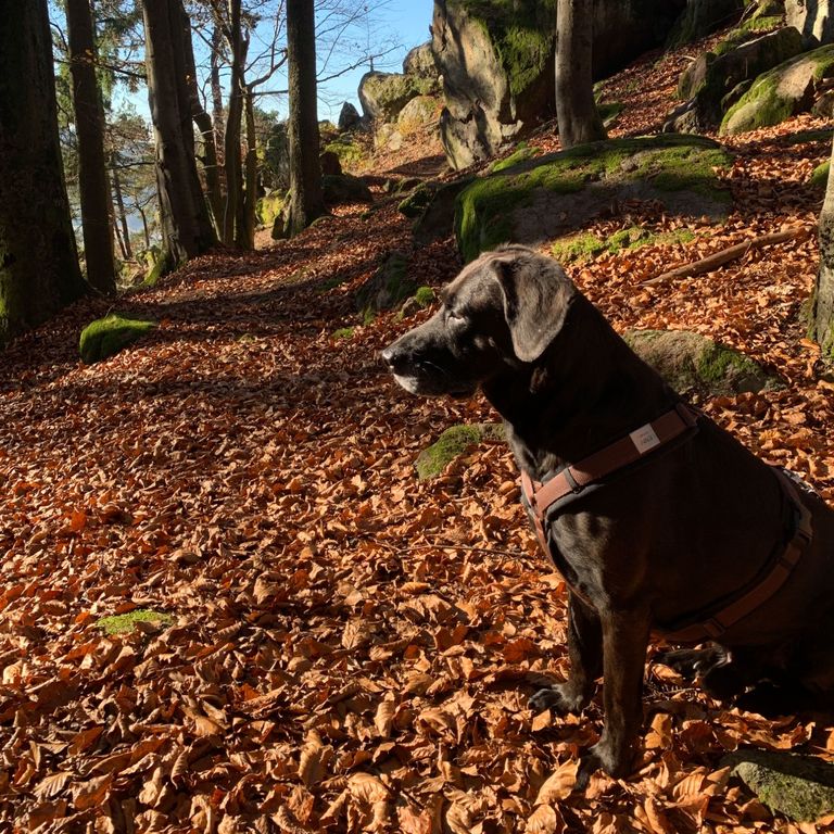 Hundeschule Kursangebot Herbst 2025
