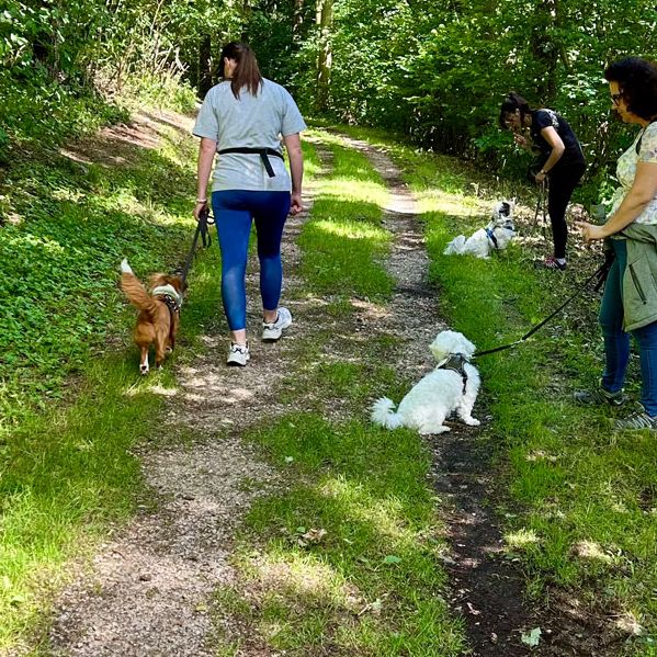 Hundeschule SOCIAL WALK