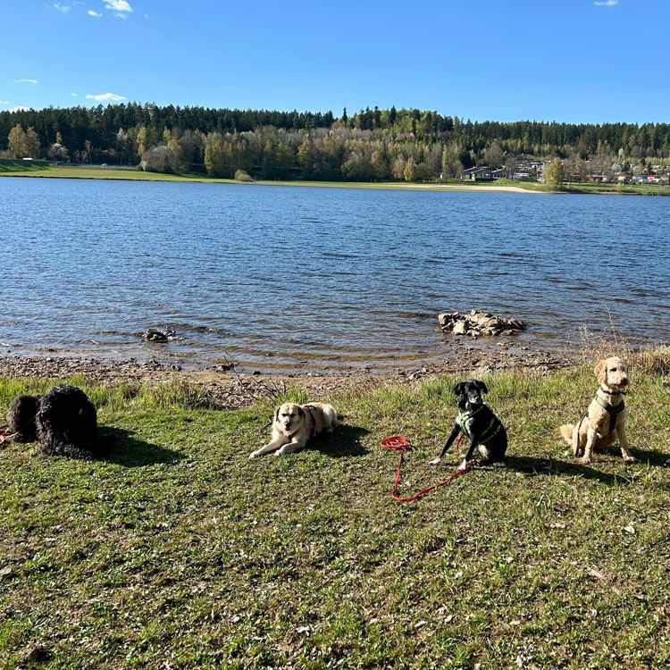 Hundegruppe am Perlsee