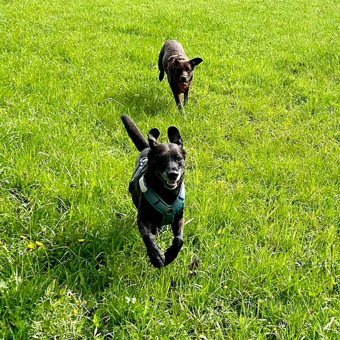 Hundeschule Rückruftraining