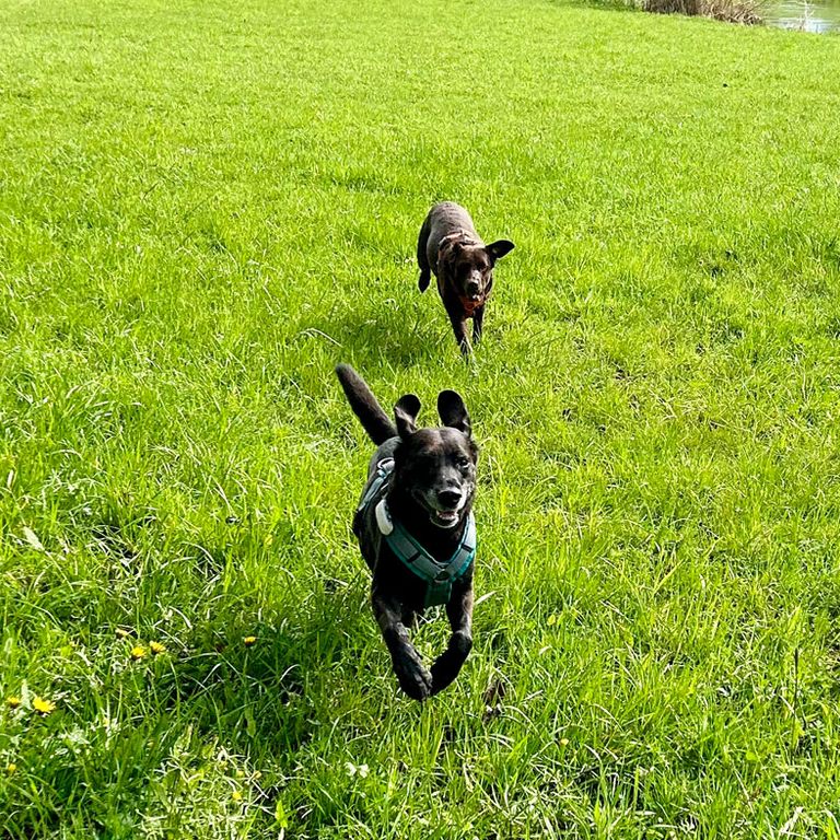 Rückrufspiele Hundeschule