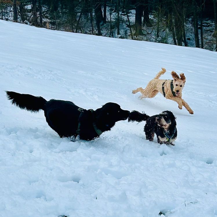 Junghunde Training mit freiem Spiel
