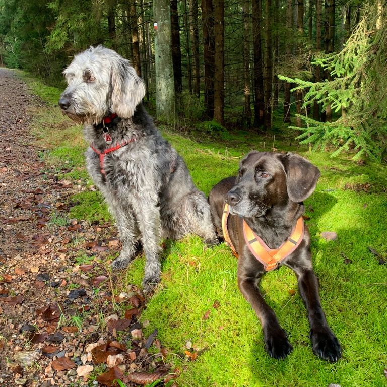 Individuelles Hundetraining mit Sitz und Bleib Übung am Wegesrand im Wald