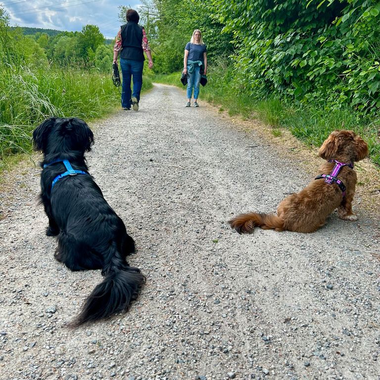 Rückruf Hundetraining