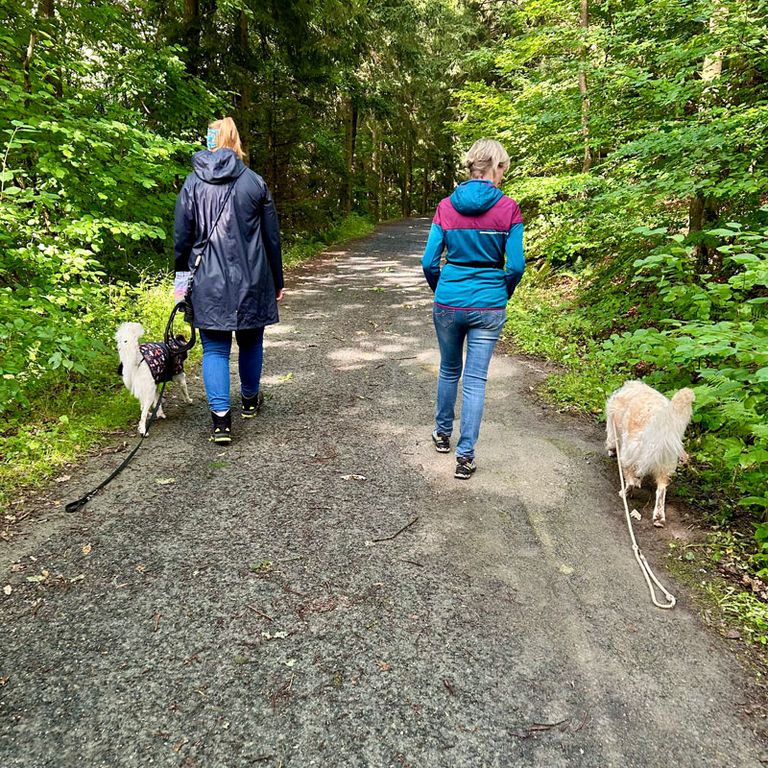 Social Walk Hundeschule 