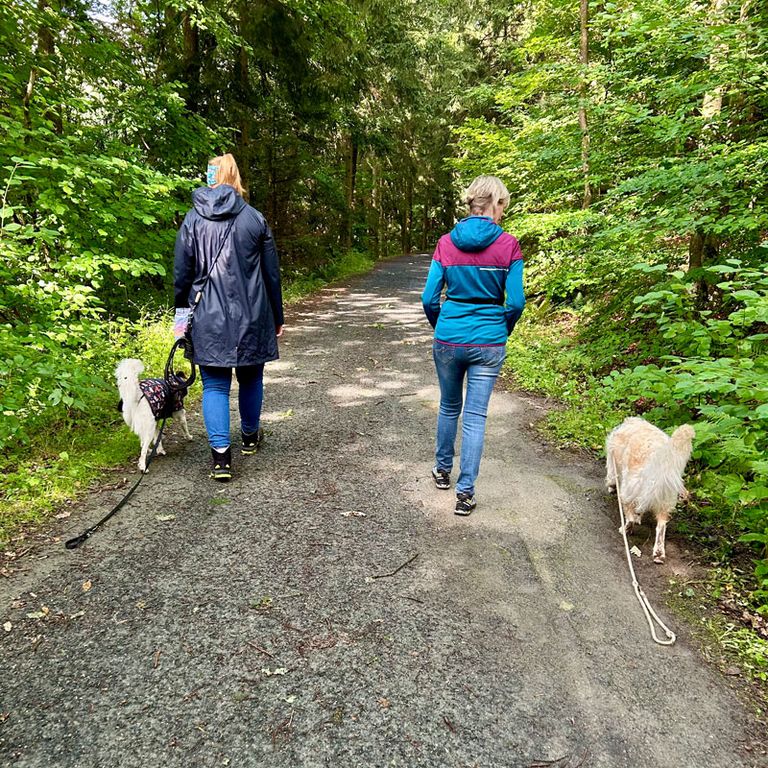 Tierschutzhunde Training