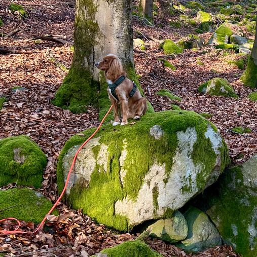 Hundetraining Social Walk Teunz