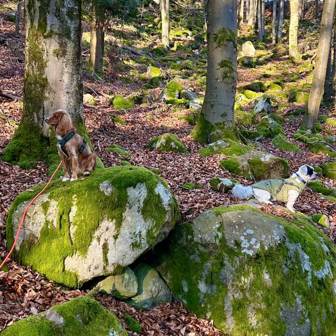 Hundetraining mit kleinen Hunderassen