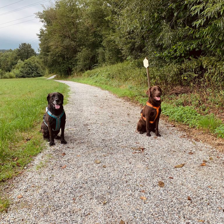 Social Walk Hundeschule Kleine Hunde