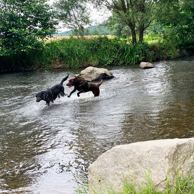 Junghunde Wasserspaß Hundeschule 