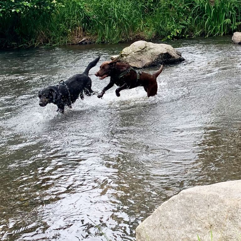 Hundeschule SOCIAL WALK Badespaß