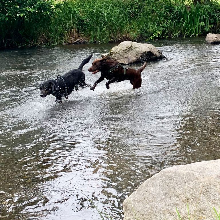 Gruppenkurs Junghunde, Rennspiel im Wasser