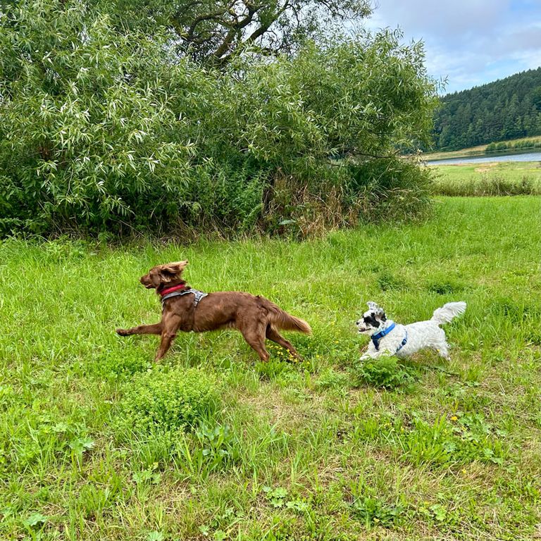 Social Walk Hundeschule 