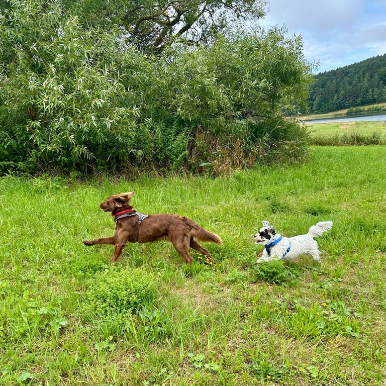 Kleine Hunderassen Social Walk