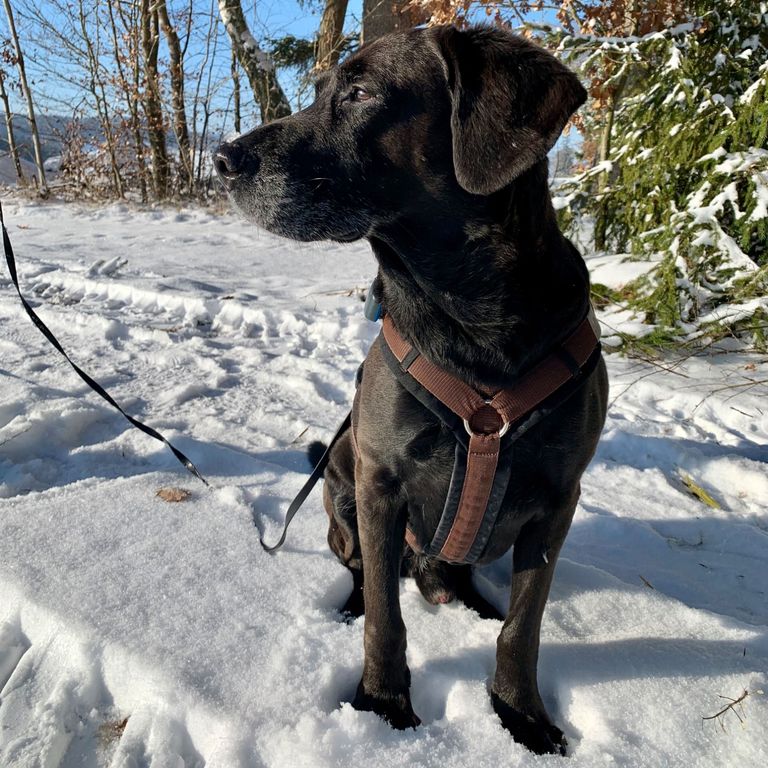 Social Walk Hundeschule 