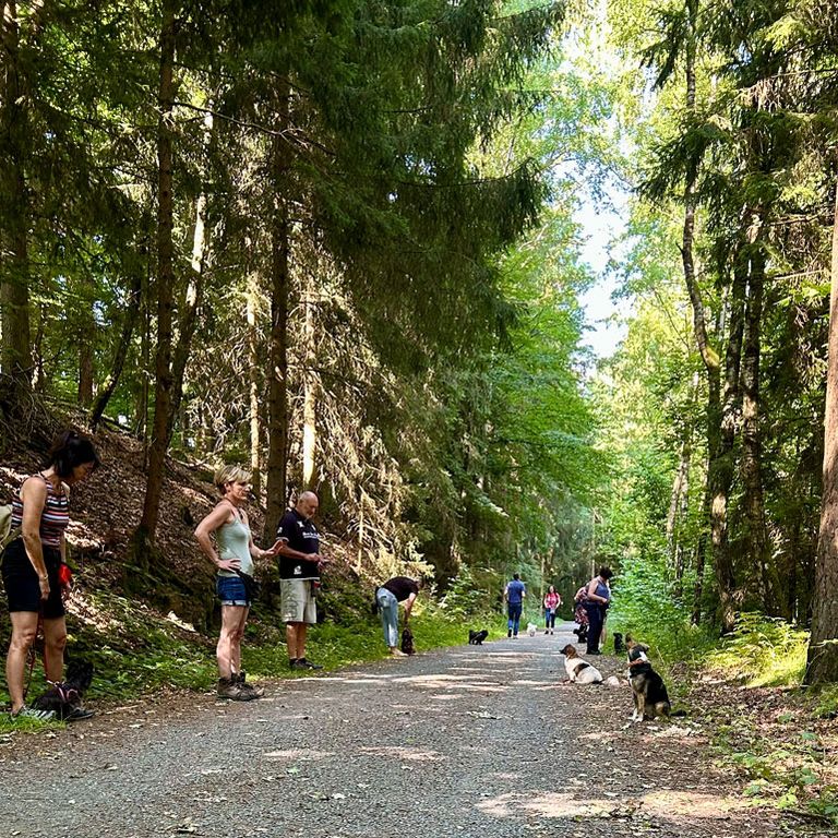 Hundeschule SOCIAL WALK
