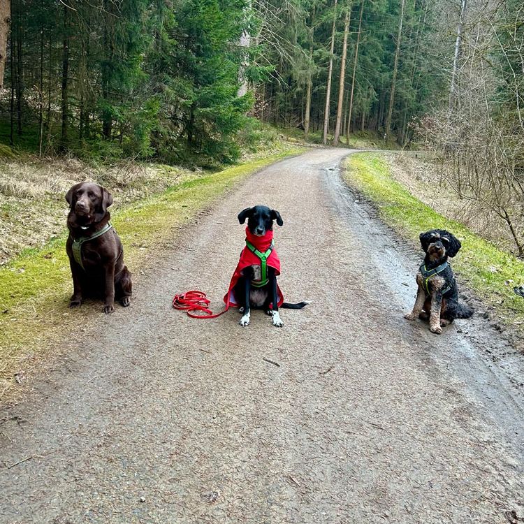 Social Walk Hundeschule 