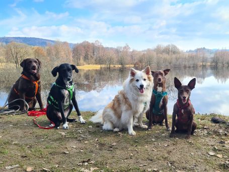 Ralou und ihre Hundefreunde