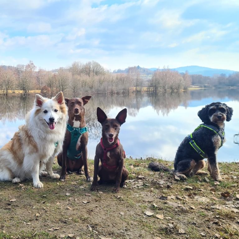 Tierschutzhunde Spaziergang
