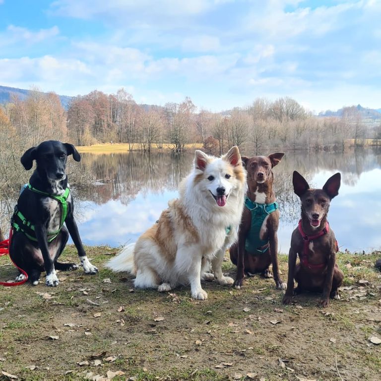 Hundeschule Kursangebot aktuell