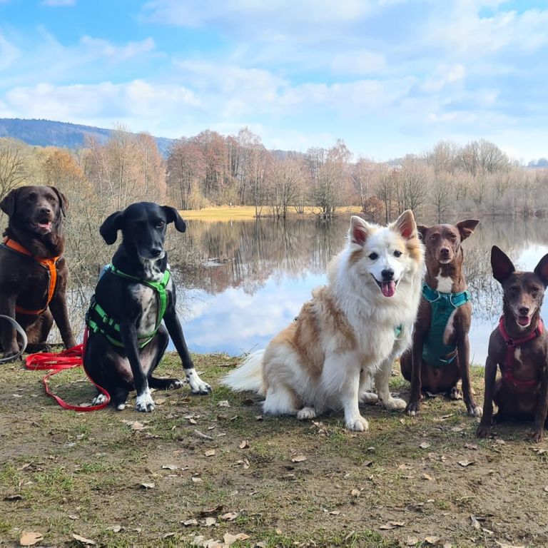 Social Walk Hundeschule 
