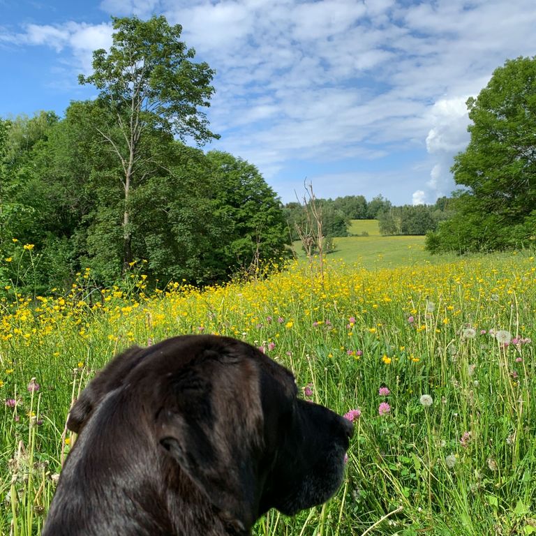 Tierschutzhund entdeckt neue Umgebung, Wiese, Rinder, Entschleunigung