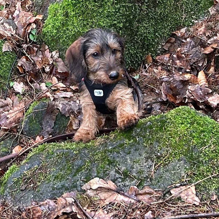 Waldspaziergang Hundeschule