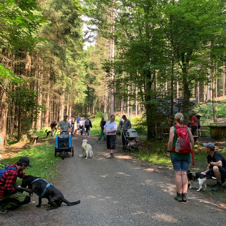 Hundewanderung mit jungen Hunden, alten Hunden, adulten Hunden und Hundebuggy