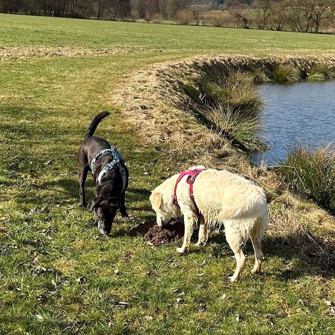 Anti-Giftködertraining Hund