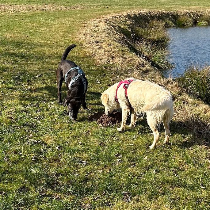 Hundeschule Antigiftködertraining