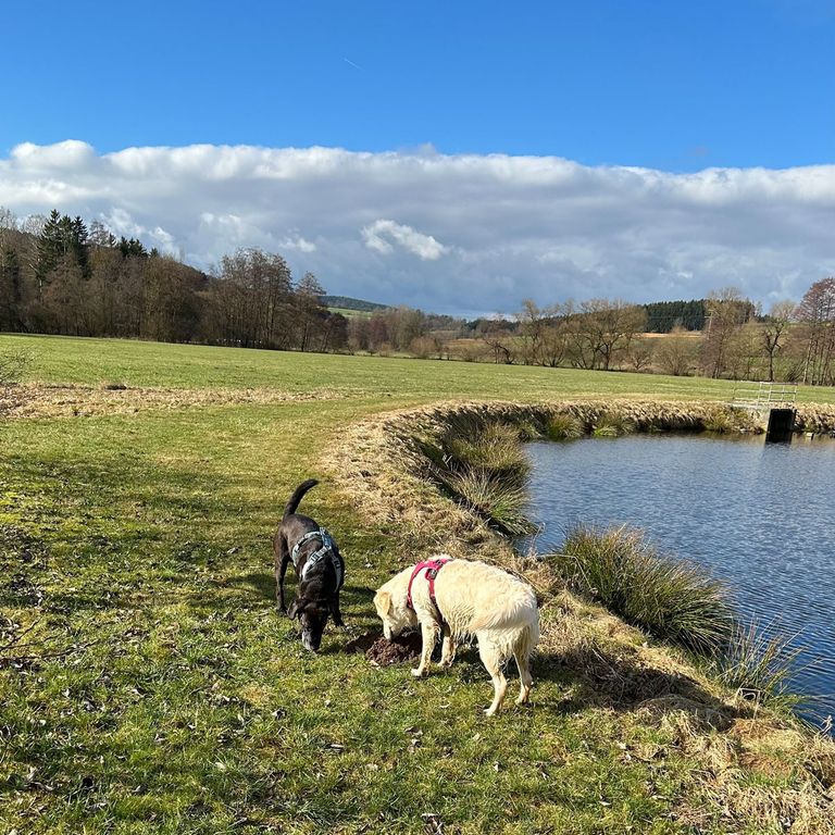 Hundeschule Antigiftködertraining