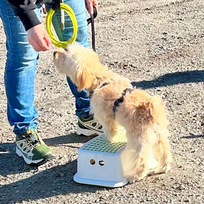 Hundefitness Hundetraining