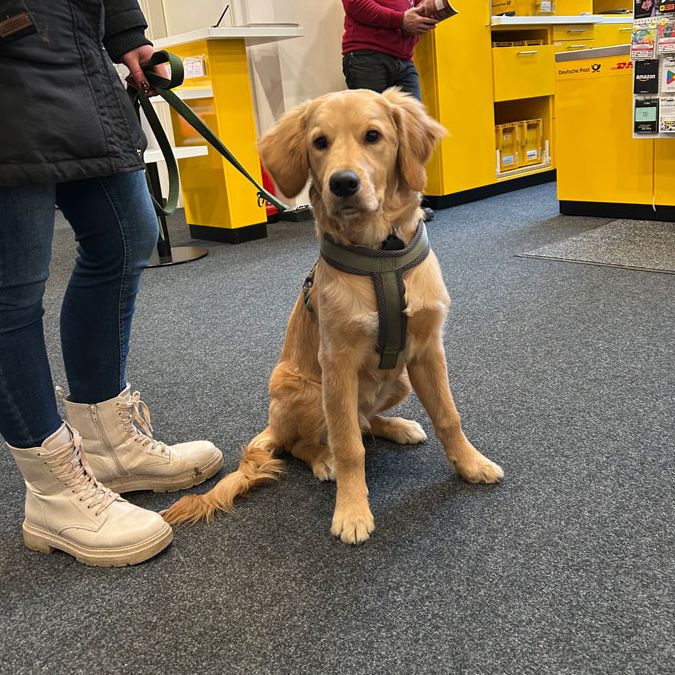 JUNGHUNDE im Geschäft Hundeschule