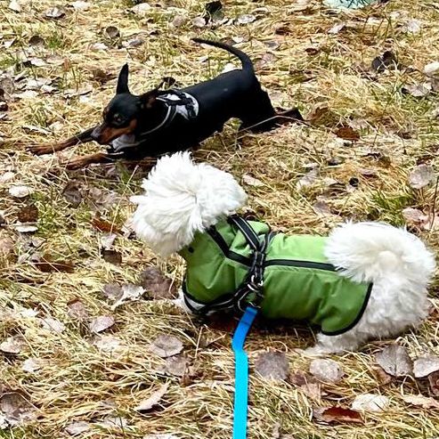 Futteranalyse Hundefutter