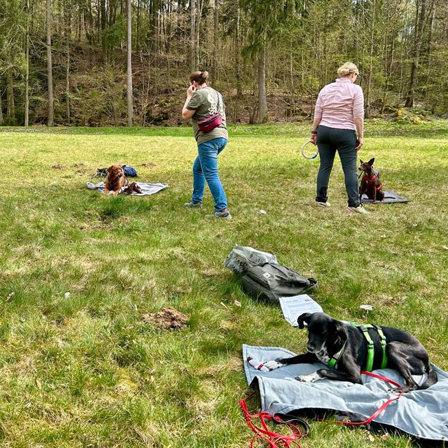 Rückrufworkshop in der Hundeschule 