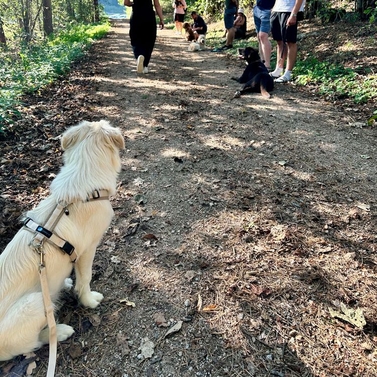 Junhunde Kurs Rötz im Landkreis Cham