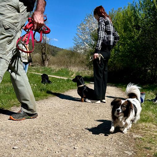 Social Walk und Freifolge Junghundetraining Woidhund Hundeschule 