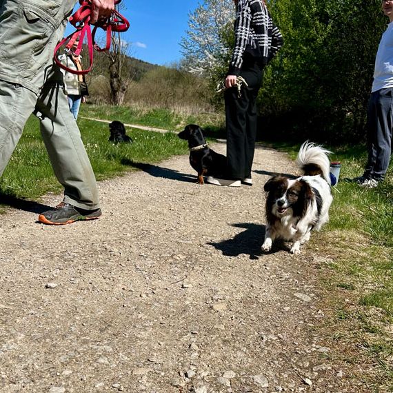 Social Walk und Freifolge Woidhund Hundeschule 