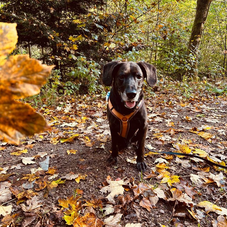 Social Walk Hundeschule 